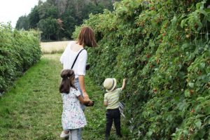 Ausflugsziel Schwabach, Beerencafe Wolkersdorf, Erdbeeren mit Kindern selberpflücken, Himbeeren selbst pflücken, Ausflugtipp mit Kindern in Franken, Mittelfranken, Nähe Nürnberg, mit Kindern Natur erleben, Ferientipp, Sommerferien in Mittelfranken